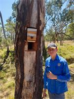 Relocation of bee hive to tree above water level.